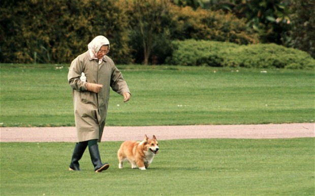 因为<em>柯基</em>犬是英国皇室历代养的品种
