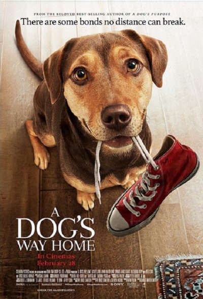 a dog journey